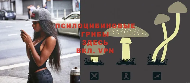Псилоцибиновые грибы Psilocybine cubensis  Уссурийск 